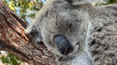 マグネティック島コアラ・トレッキング | クイーンズランド州